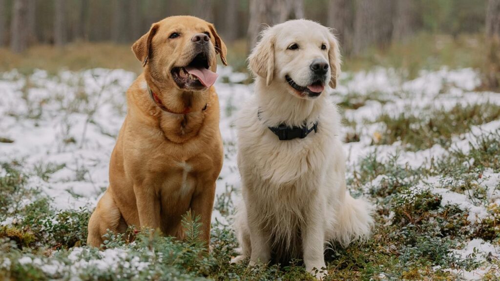Labrador retriever and golden retriever
