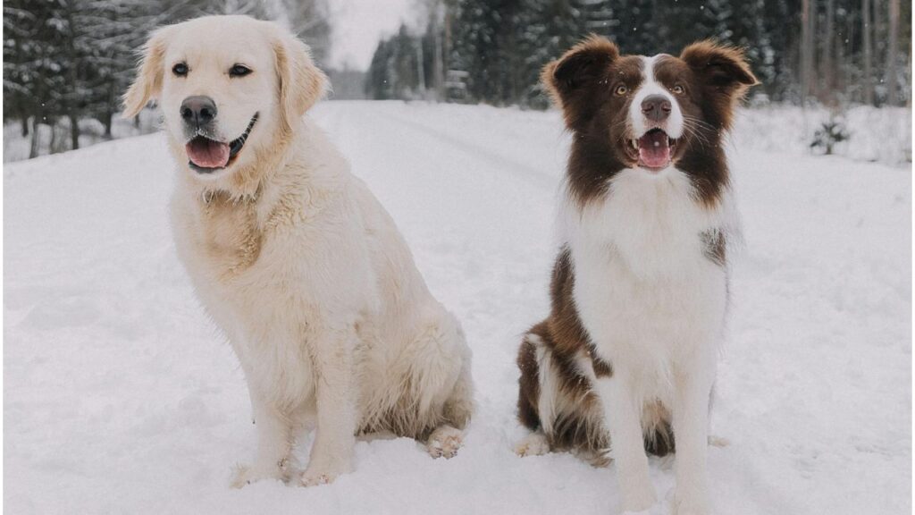 Golden retriever and border collie