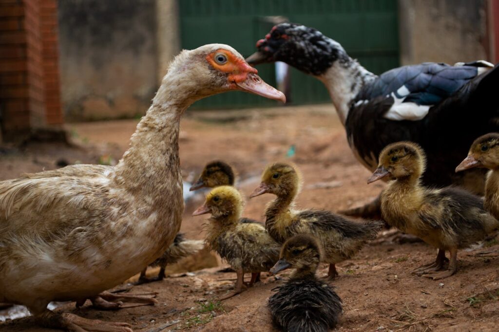 Close-Up Shot of Ducks