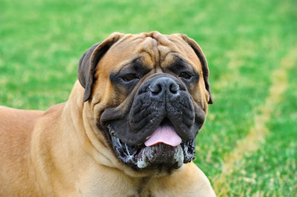 English Mastiff