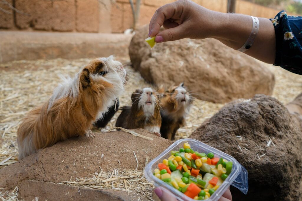 Small Guinea Pigs Being Fed