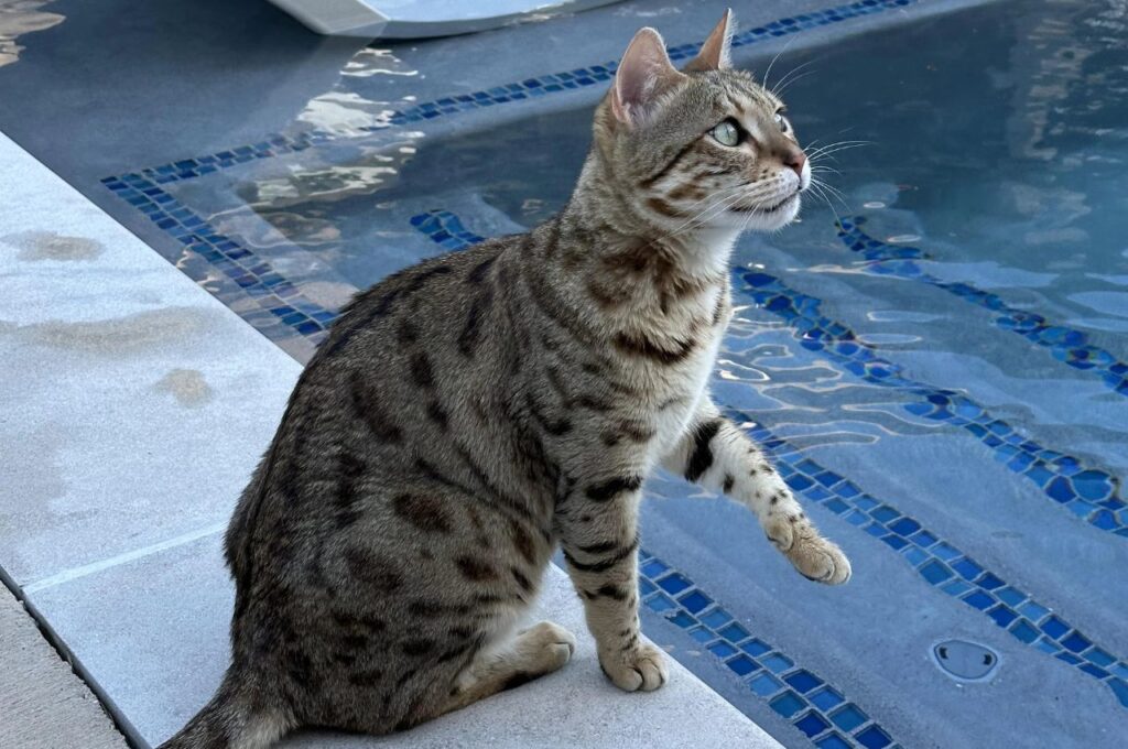 Bengal cat sitting beside pool water edge
