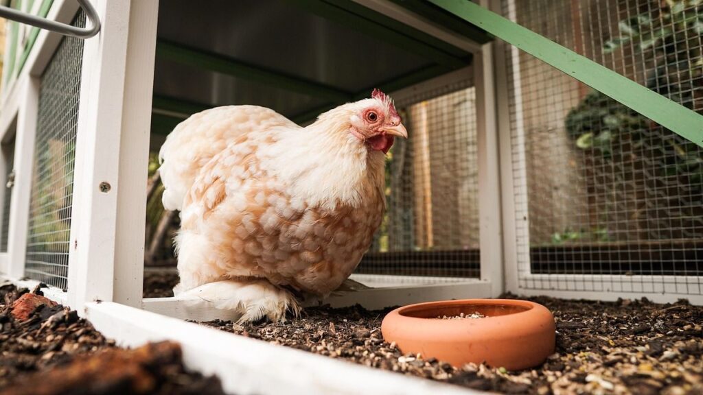 chicken near a feeding bowl.