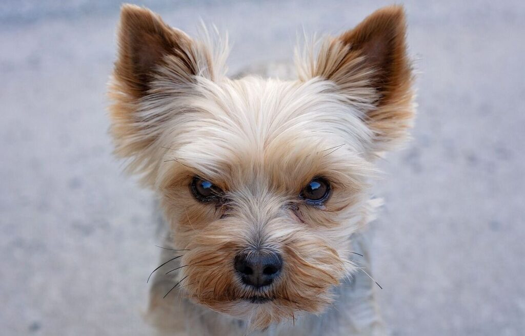 Yorkshire Terrier with fluffy fur and focused eyes.