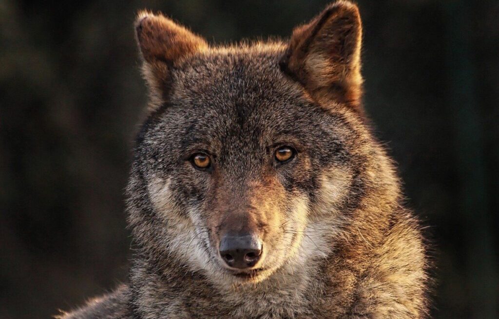 wolf staring with golden eyes