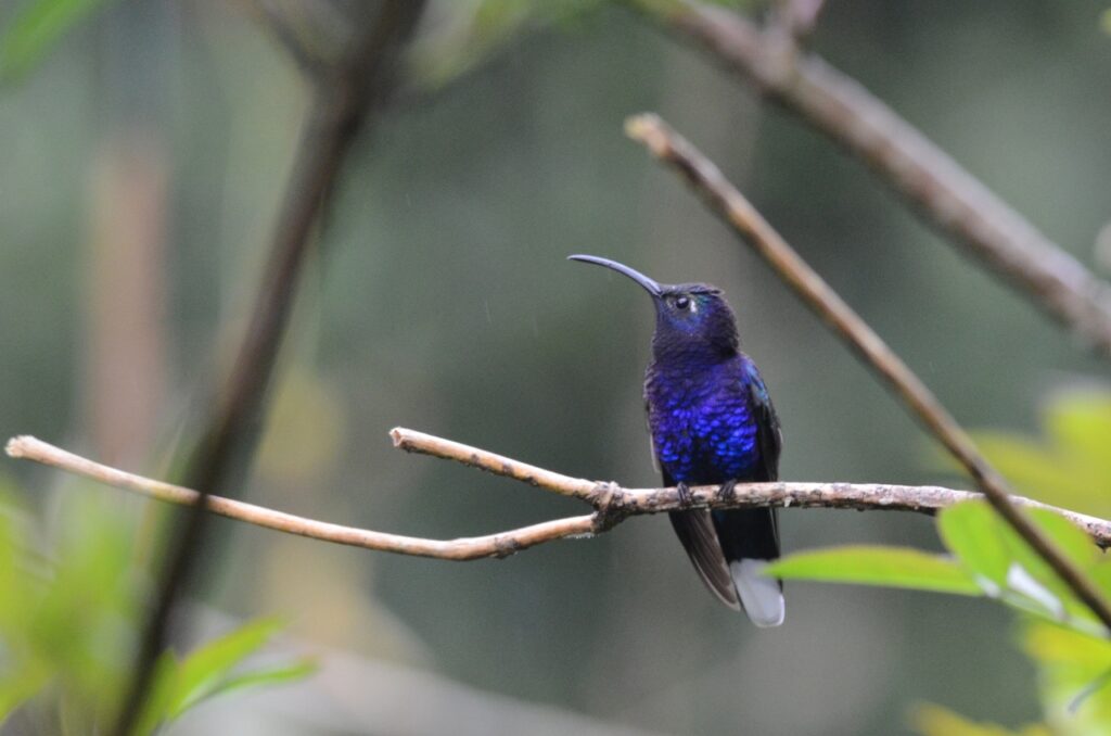 violet sabrewing