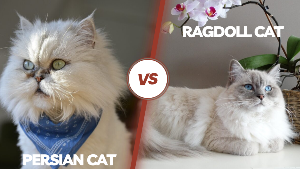 Persian vs Ragdoll