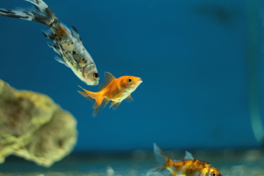 Fishes in aquarium