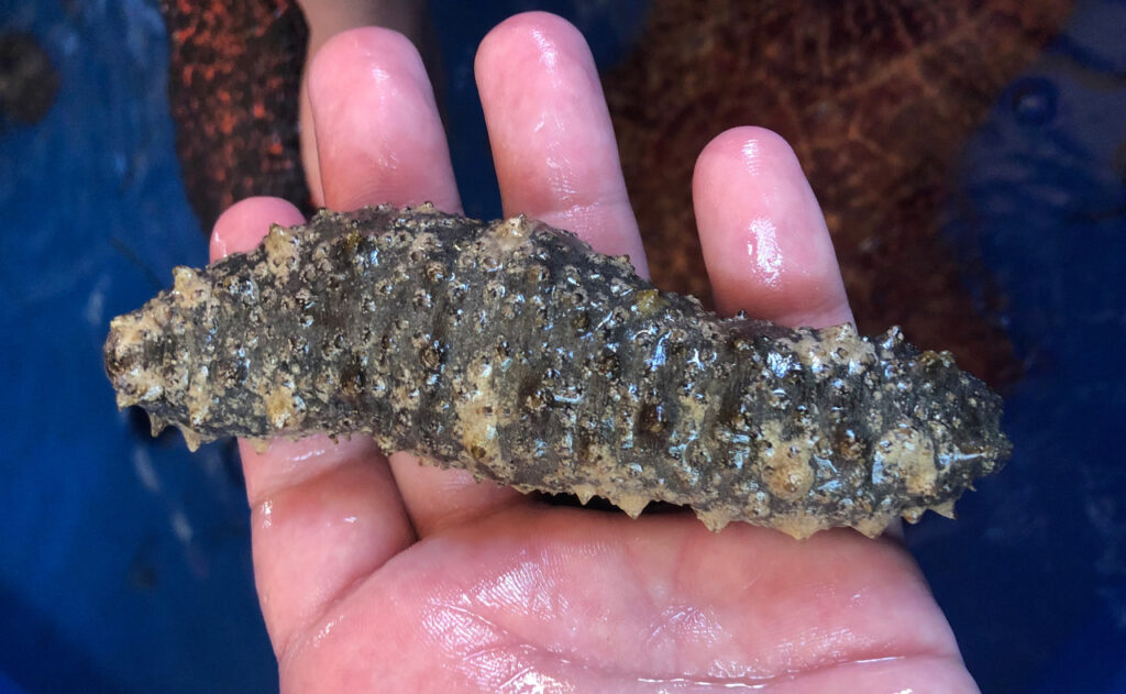 Florida_Sea_Cucumber_Holothuria_floridana_crop_rotate-2