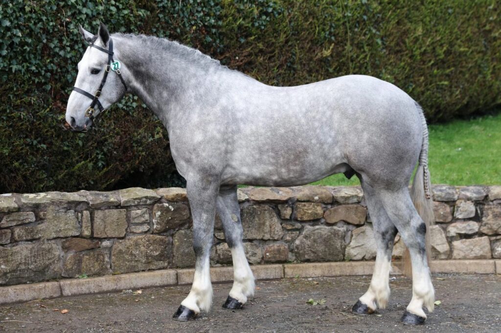 Irish Draught horse, speckled gray, by stone wall