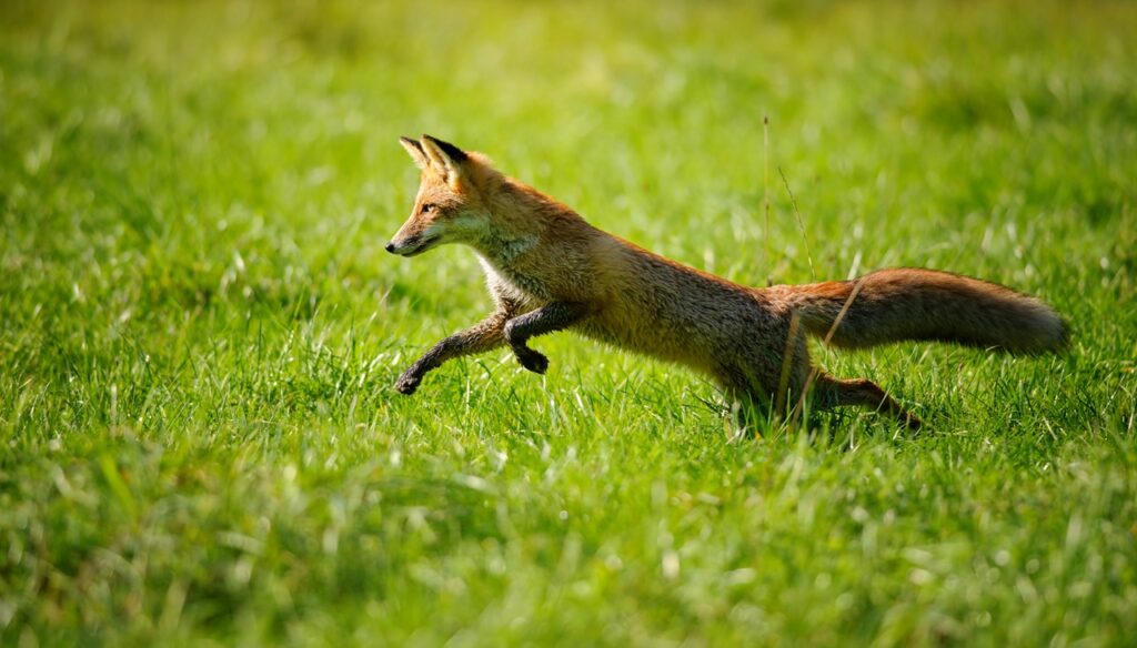 Red fox jumping and runing in green grass from side view