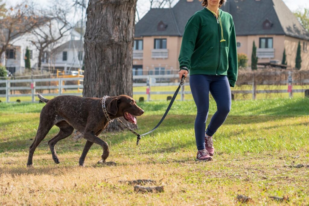 German Shorthaired Pointer walking with woman