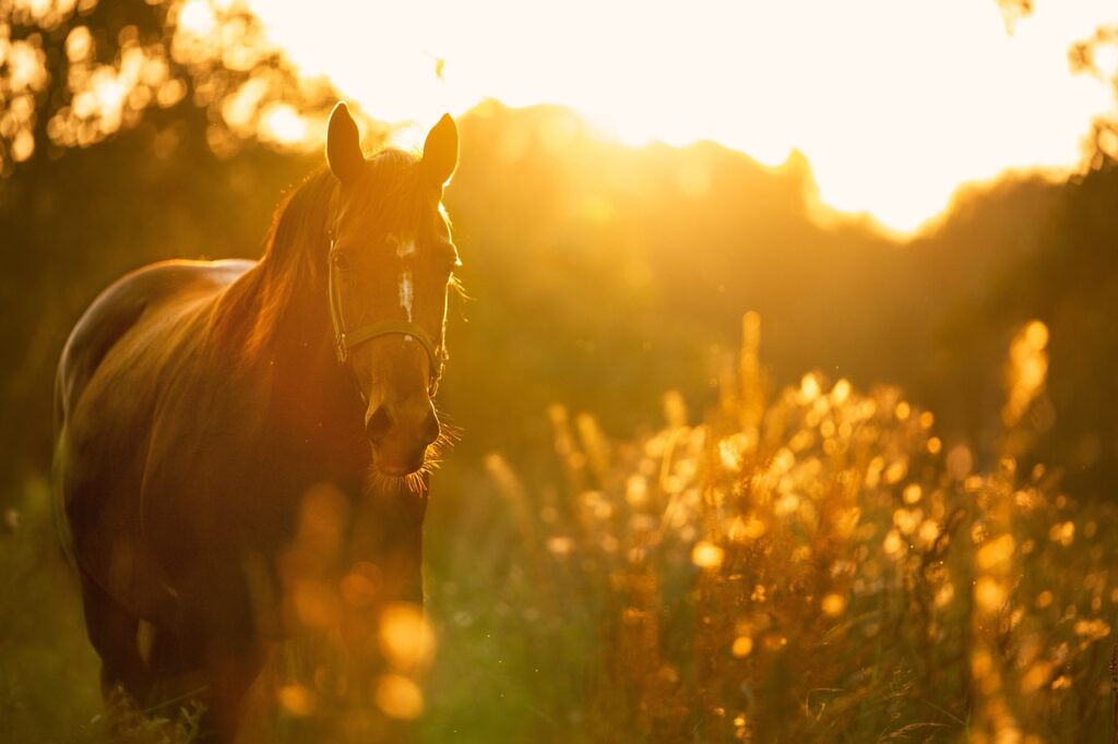 Horse at sunset