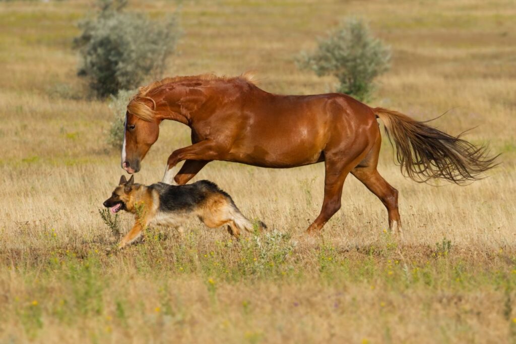 German Shepherd with Horse
