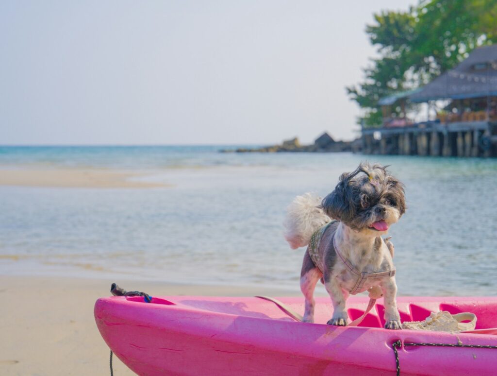Shih tzu at beach