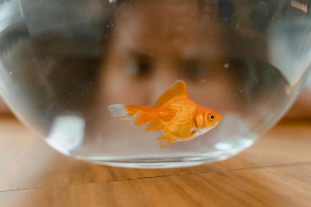 Goldfish