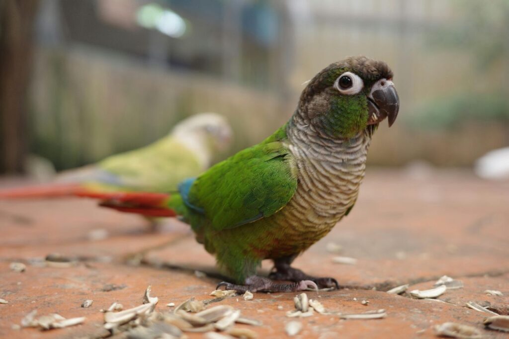Green Cheeked Parakeet