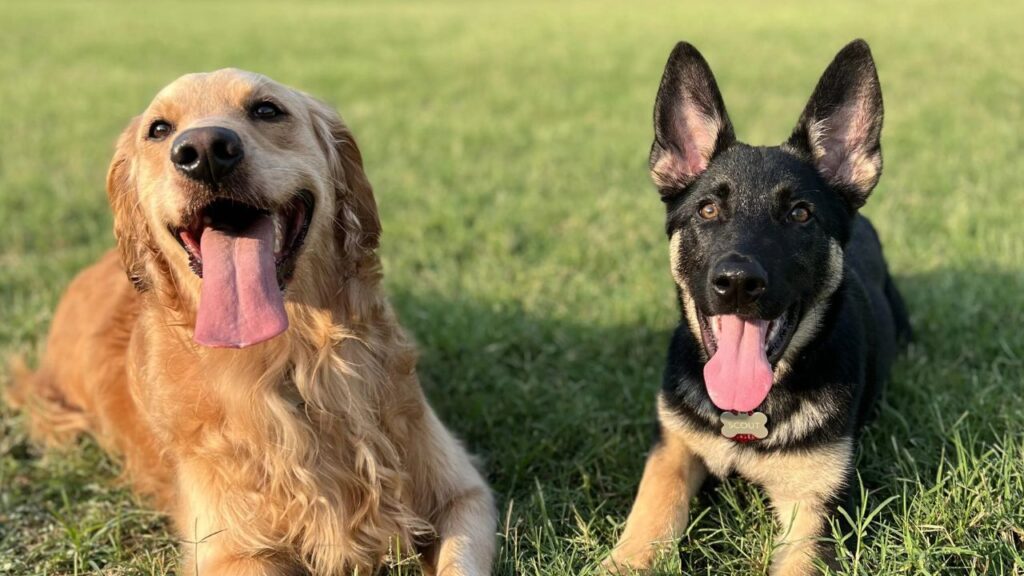 Golden retriever and German shepherd