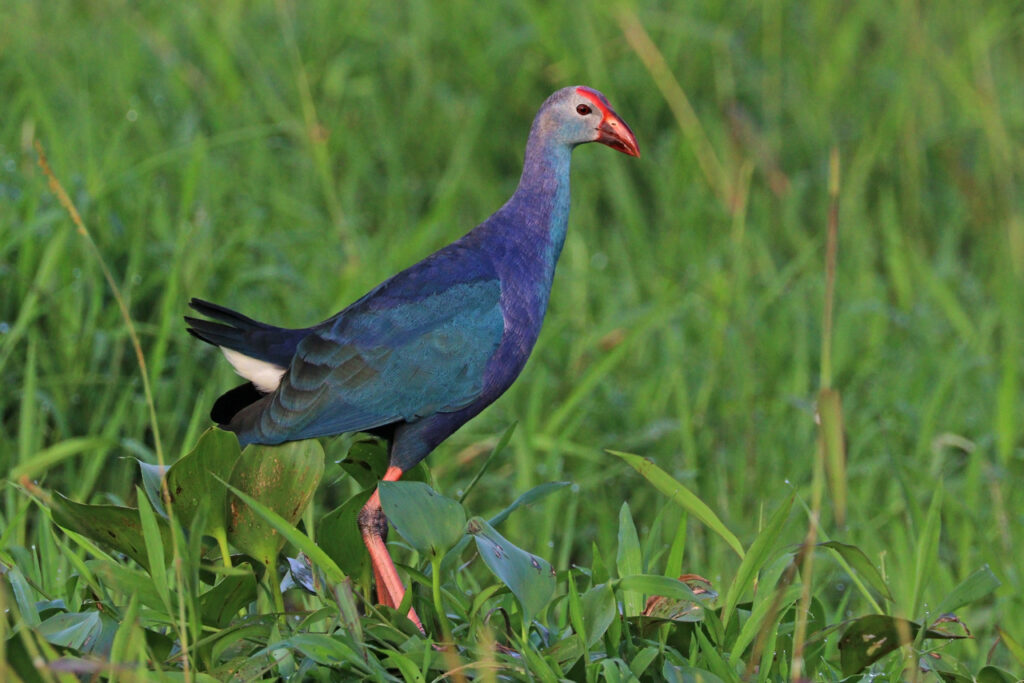 Grey-headed_swamphen