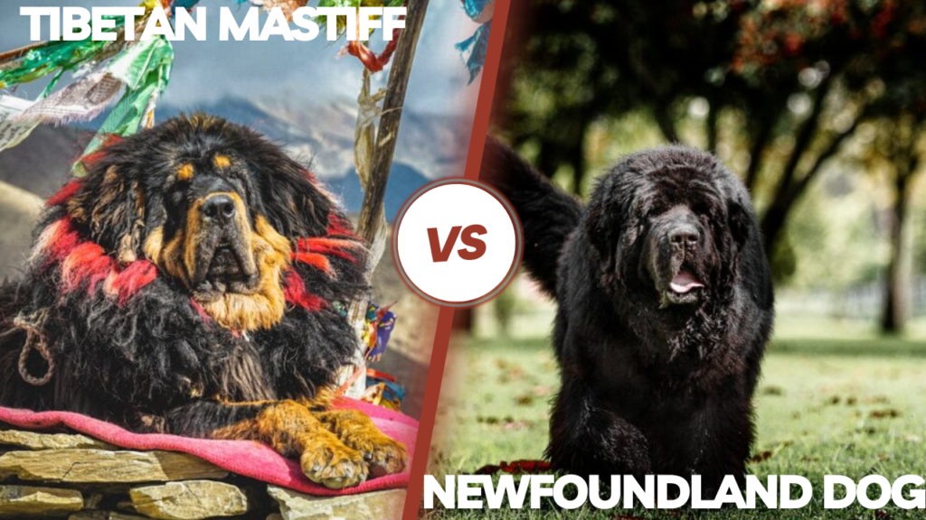 Tibetan Mastiff vs Newfoundland Dog