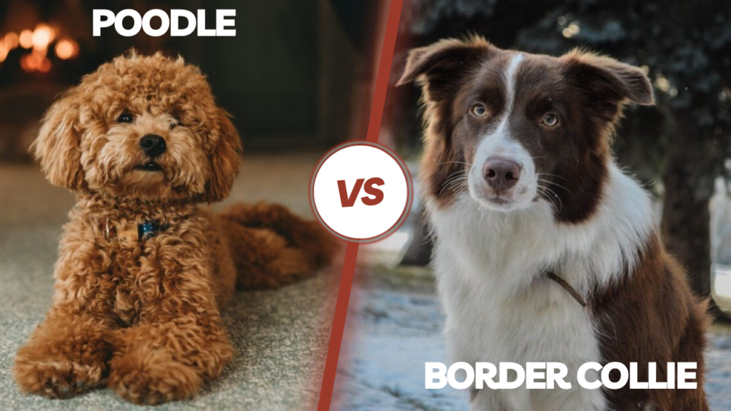 Poodle vs Border Collie