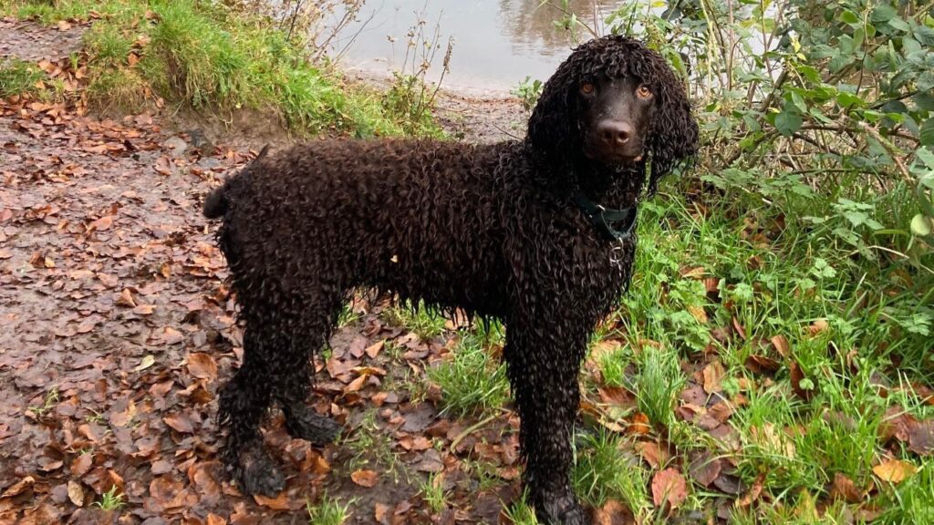Irish Water Spaniel