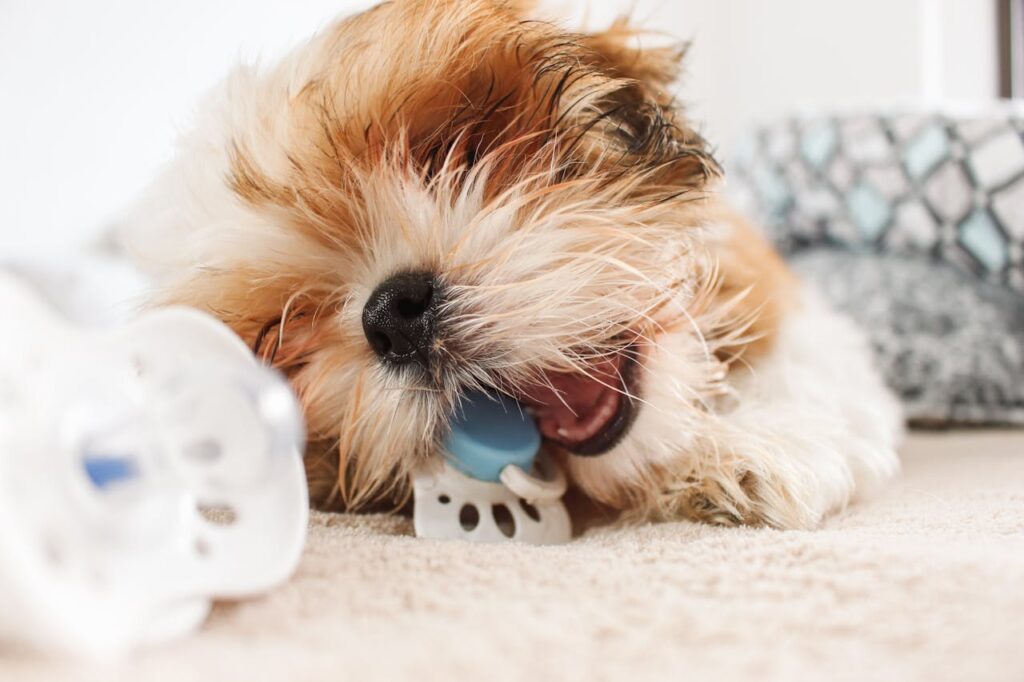 Shih tzu