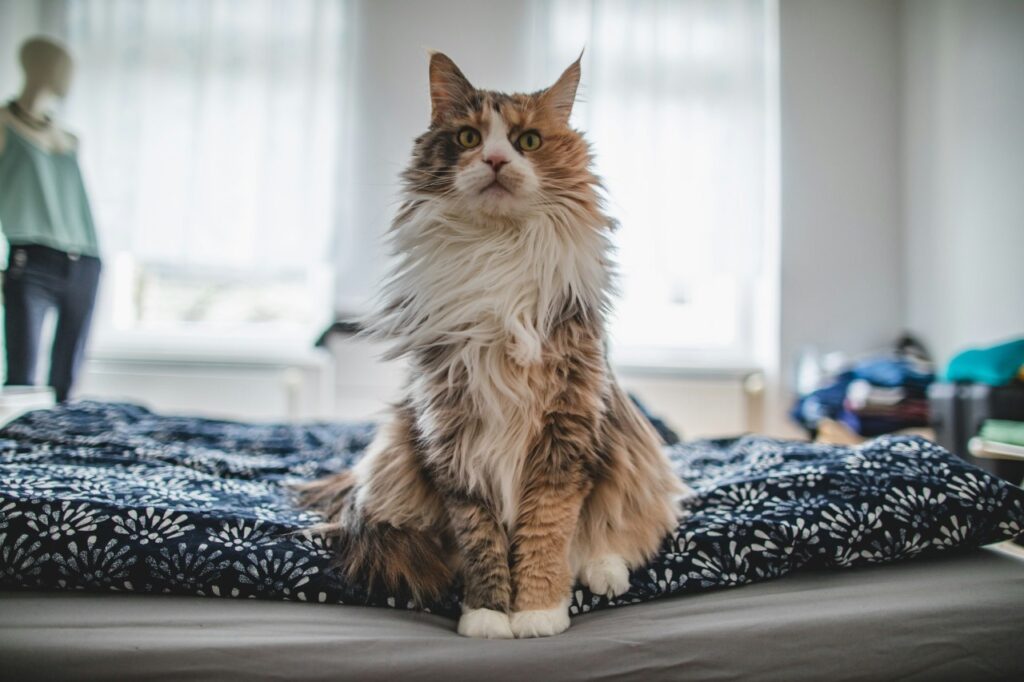 Maine coon cat sitting