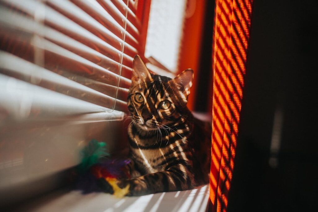 Bengal cat near window