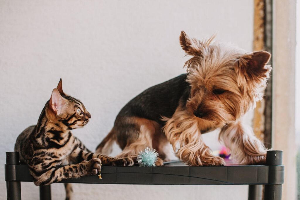 A Bengal cat with a sleek spotted coat and a Yorkshire Terrier
