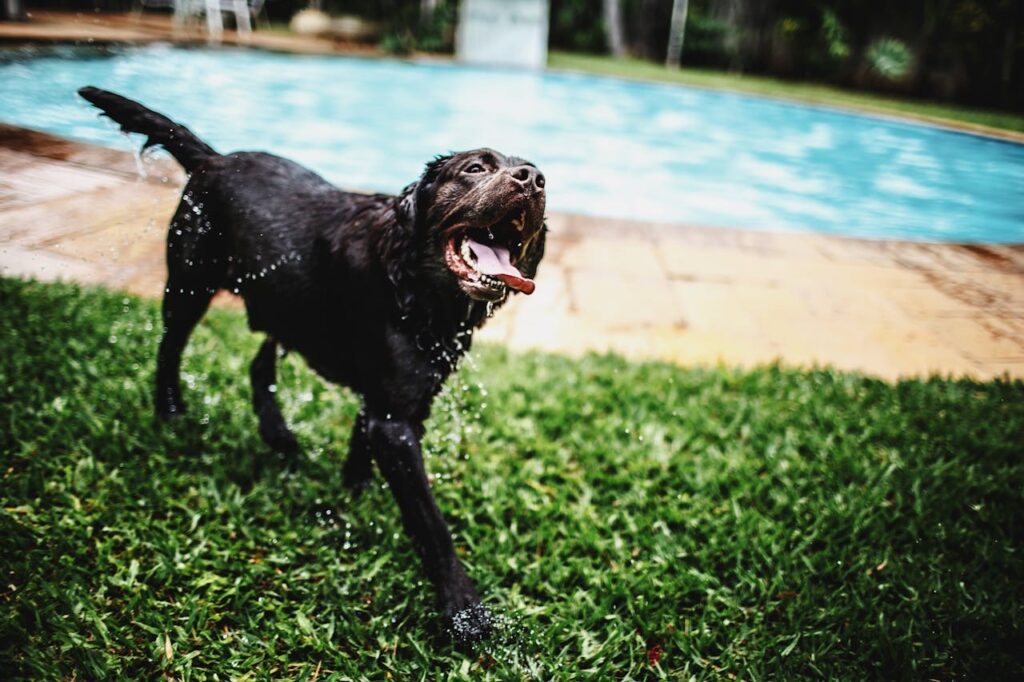 Labarador retreiver after swimming session