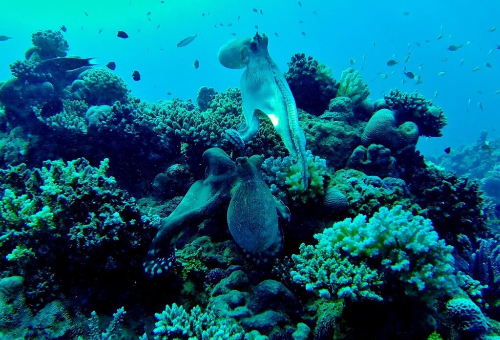 Octopus in its habitat