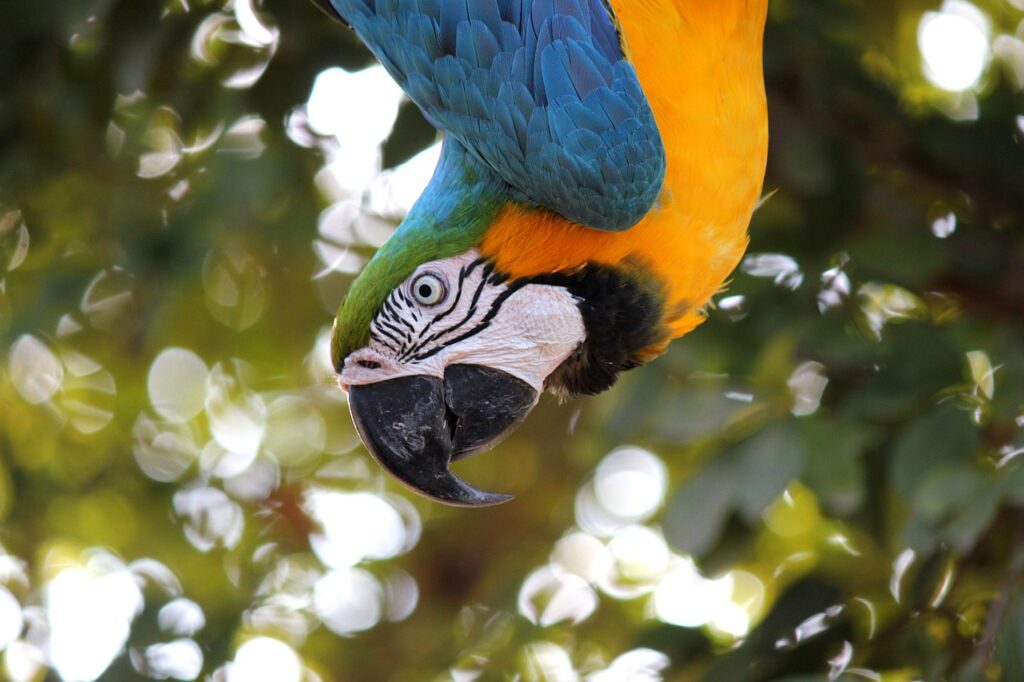 A Wild Macaw