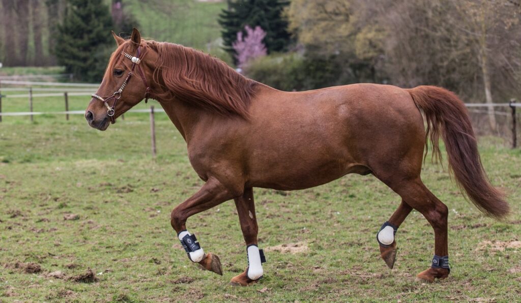 Horse gait