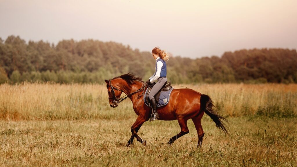 Horse ride in fields