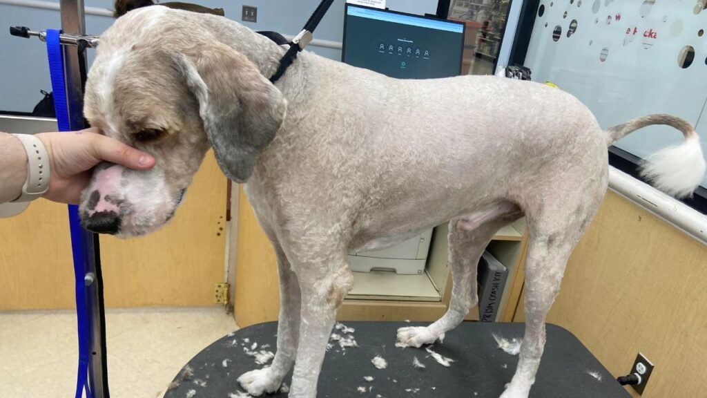 Dog Inadequate Grooming