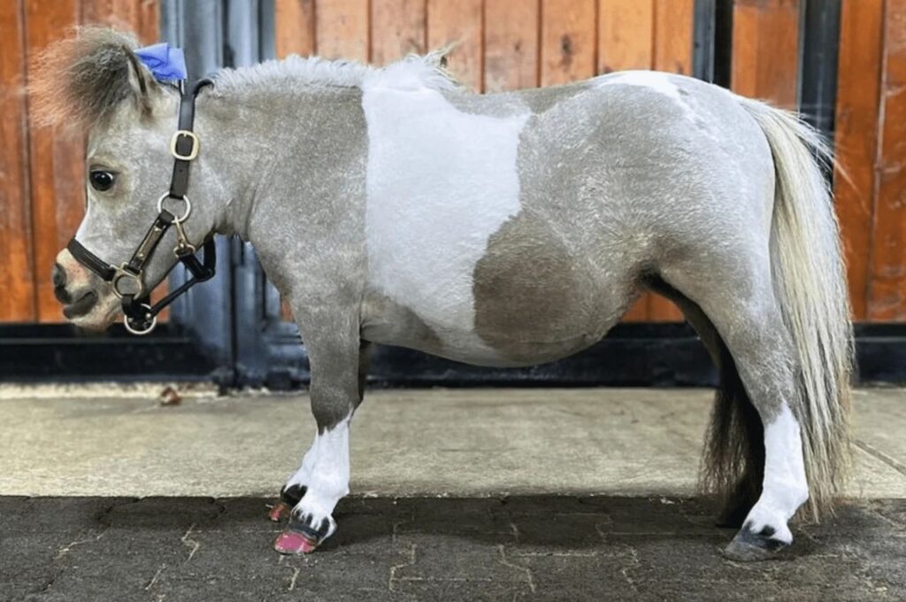 Miniature Horse