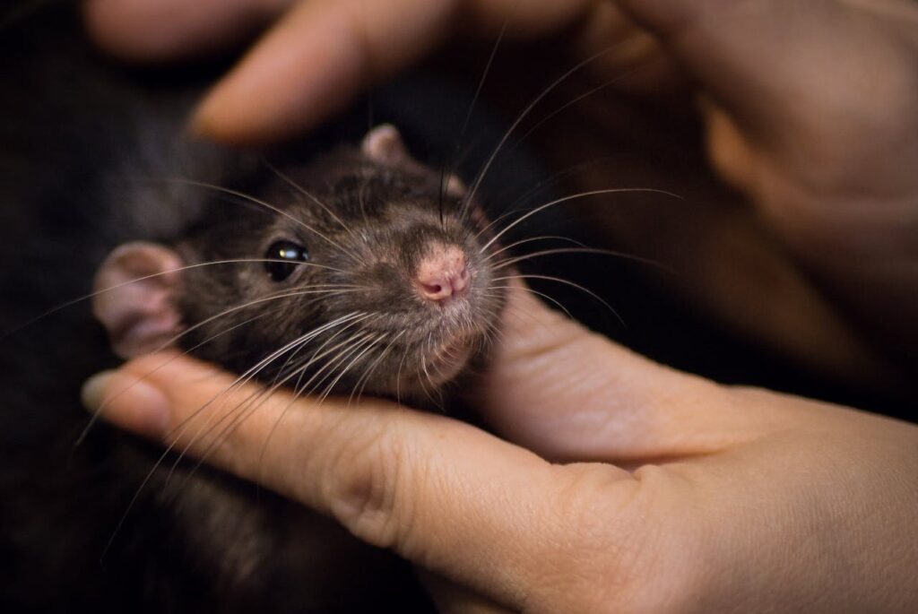 Rat