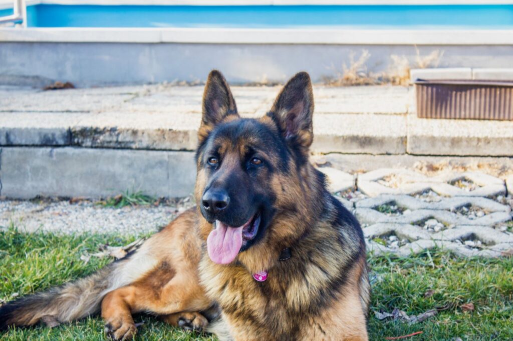 german shepherd