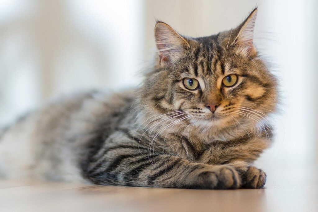 A Relaxed meowing cat
