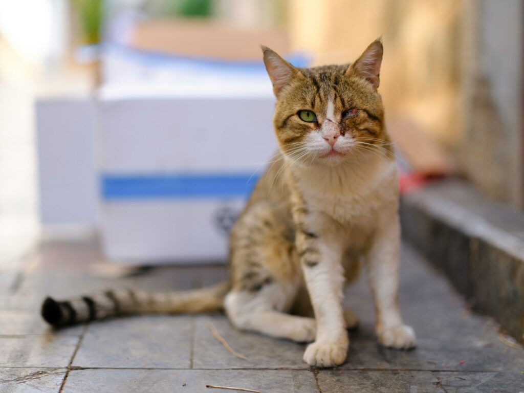 Injured cat