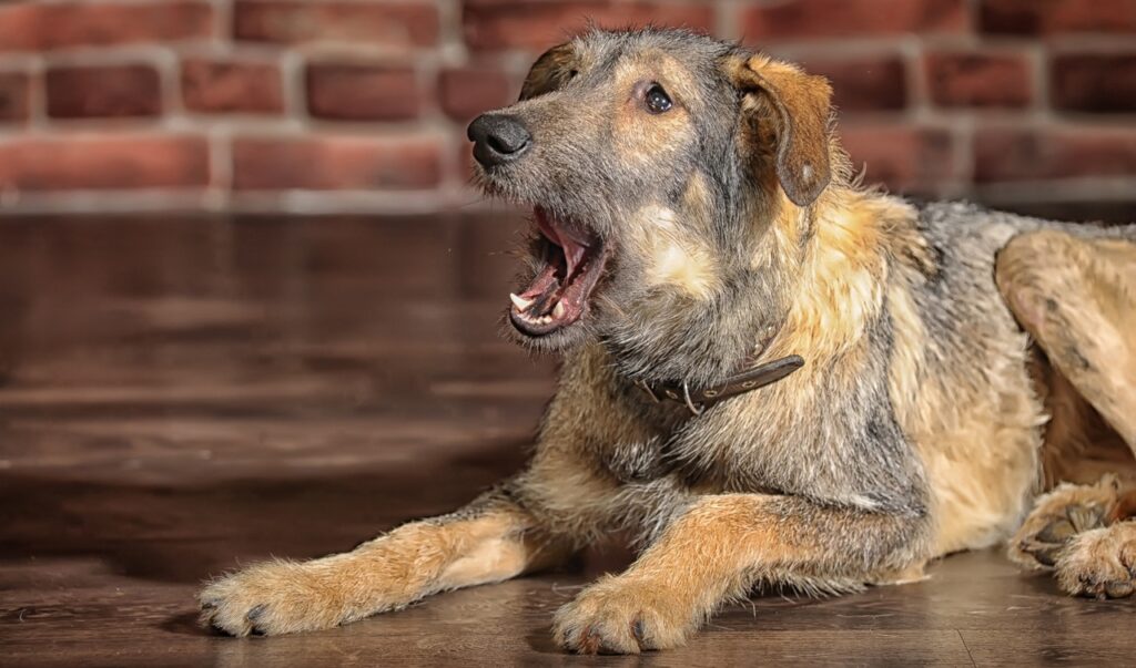 Brown Mixed-Breed Dog