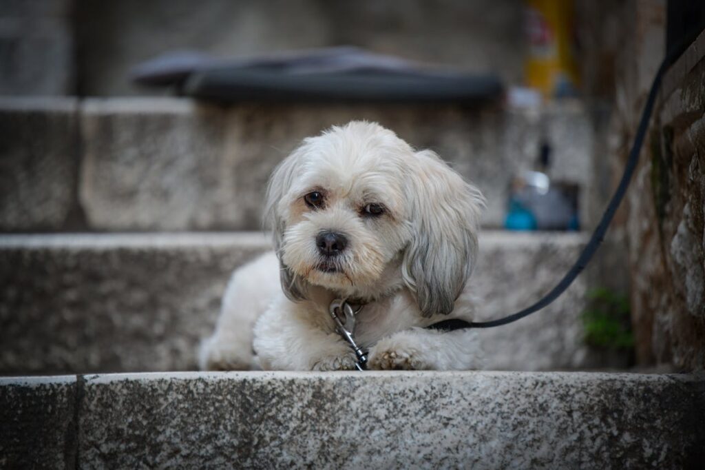 Havanese dog on stairs