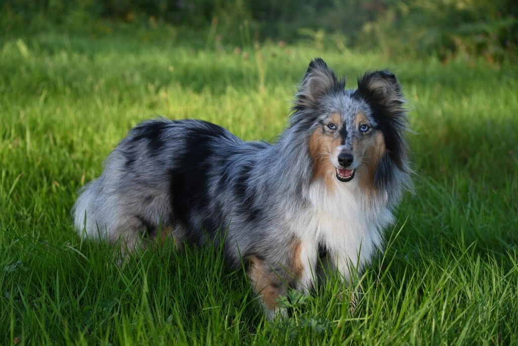 A Shetland Sheepdog