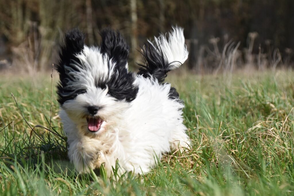 Havanese Dog Running