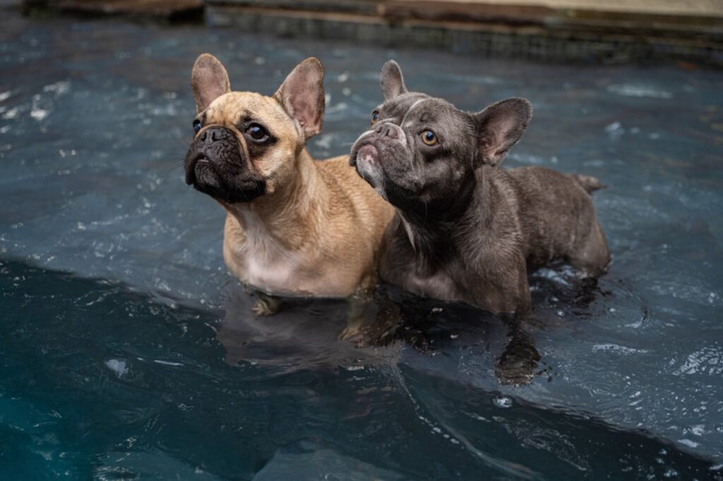 French bulldog puppies in the Water