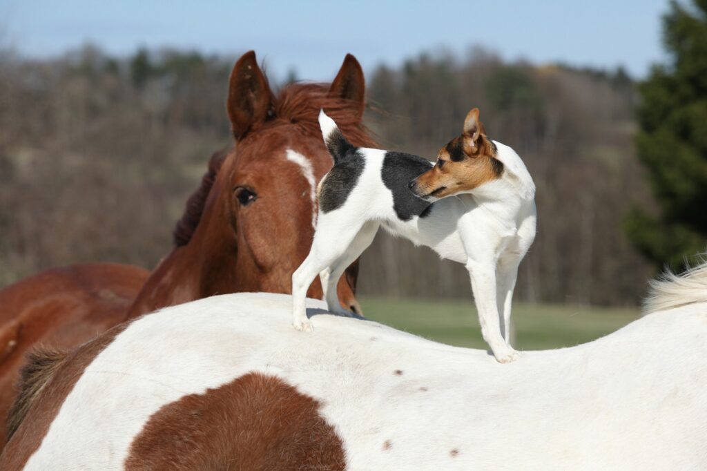 Jack Russell Terrier with horse