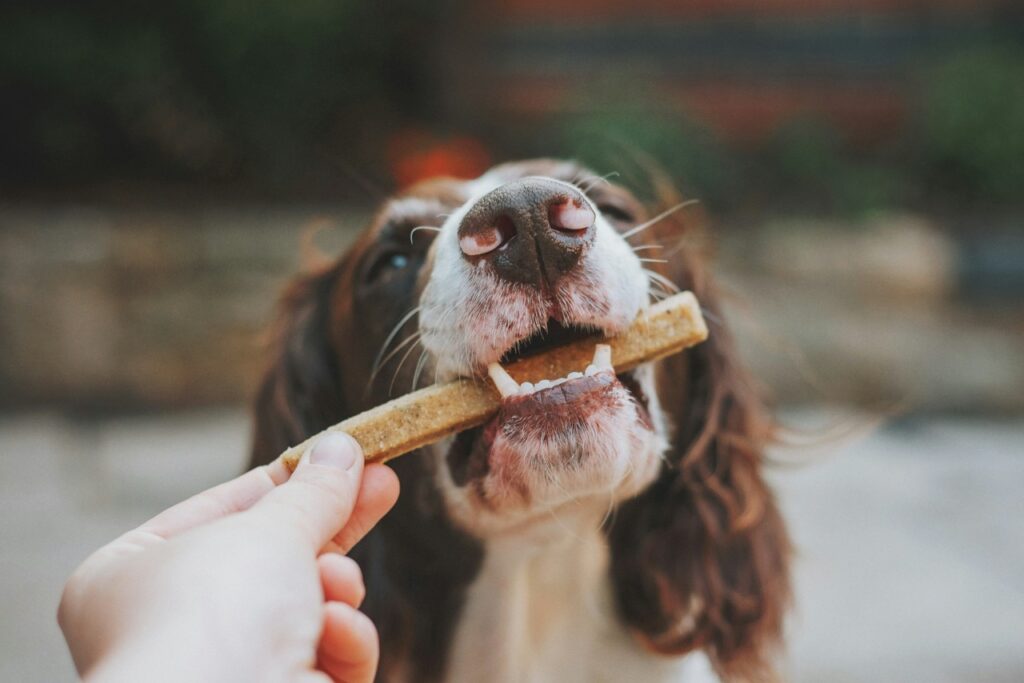 Dog eating