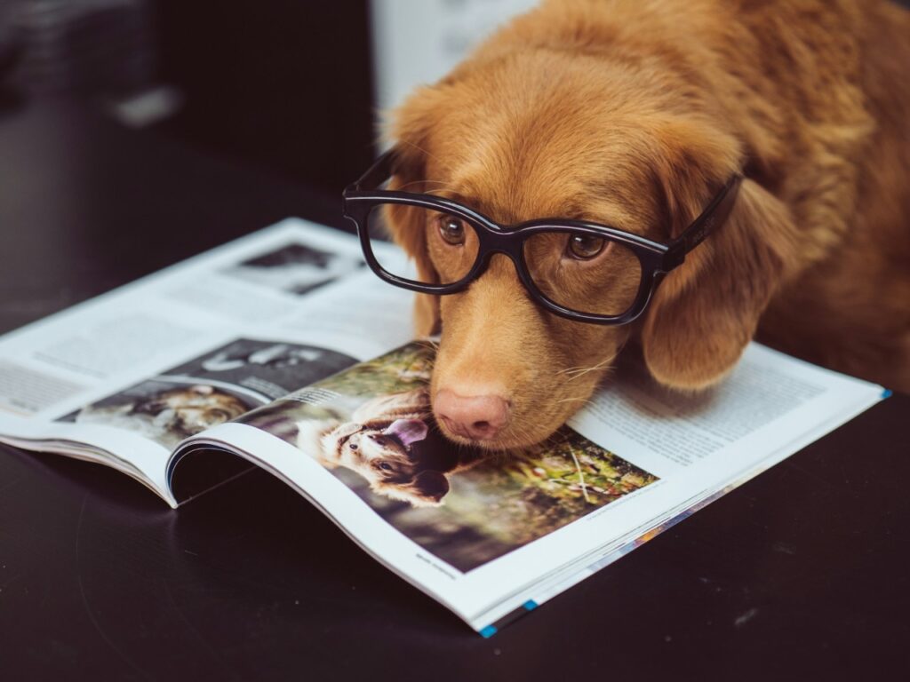 Dog with Glasses