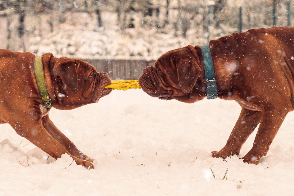 Dogue de Bordeaux